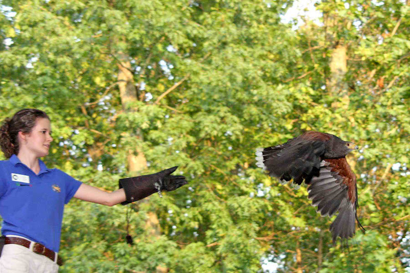World Bird Sanctuary: Amazing Animal Encounters Are Here Again!