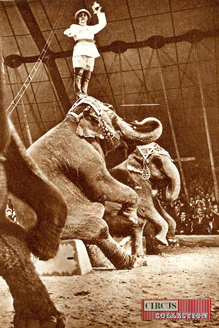 Charles Knie debout sur la tête de l'un des trois éléphants 