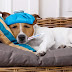 All You Need to Know About  Canine Flu