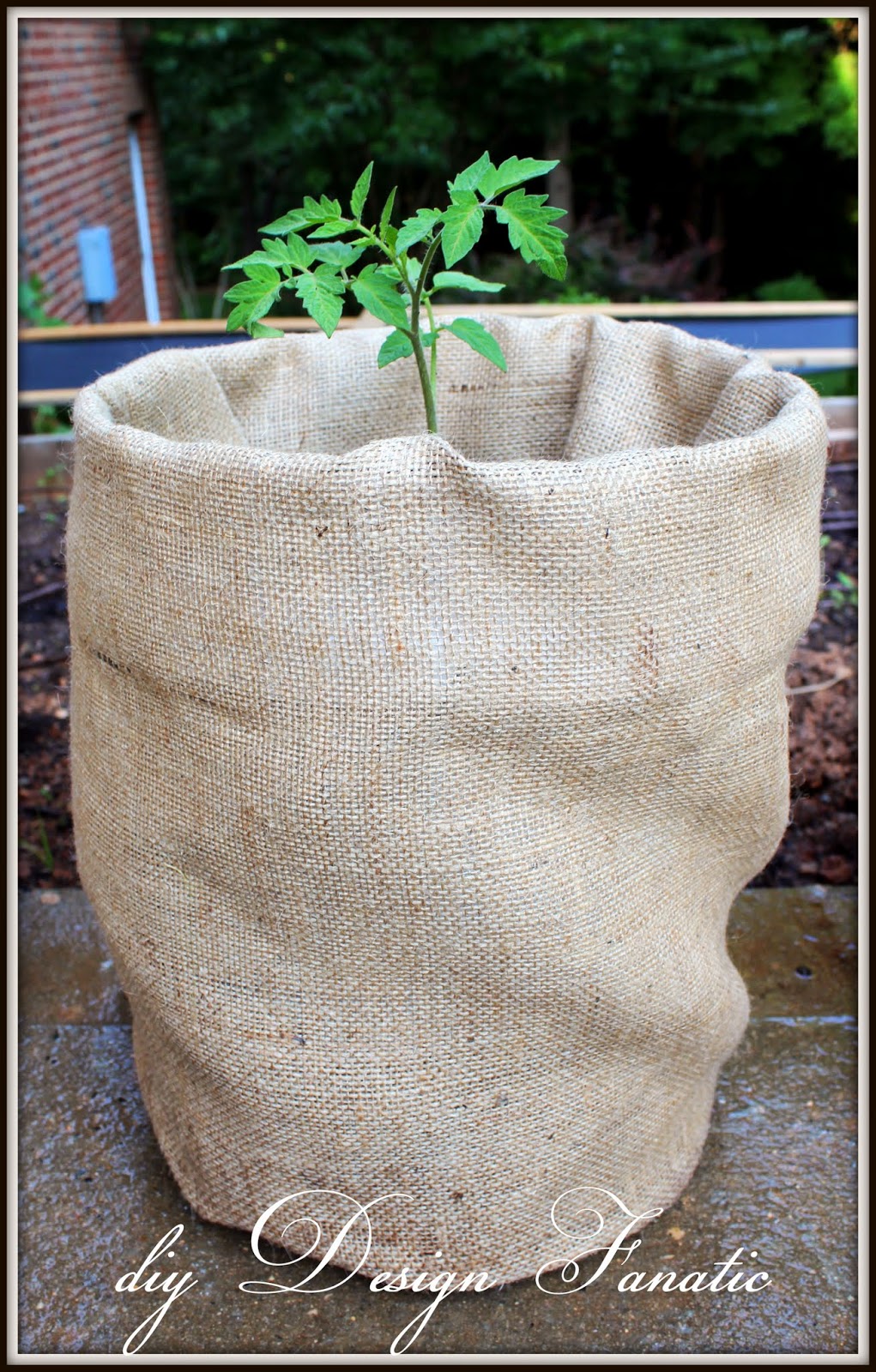 diy Design Fanatic Grow Tomatoes In 5 Gallon Buckets
