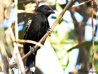 O chororó-de-goiás – Cercomacra ferdinandi é uma ave endêmica da bacia do Rio Araguaia e Rio Tocantins. Foto: Túlio Dornas aves do brasil, chororó de goiás, cercomacra ferdinandi, aves do cerrado, birdwatching, Tocantins, birding, birds of the savanna, ornitologia, birds, pássaros, aves, observação de aves, Rio Tocantins, Rio Araguaia
