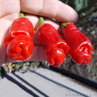 Peter Pepper