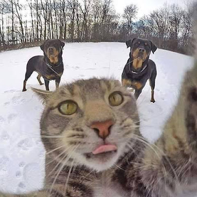 Humorous cat picture