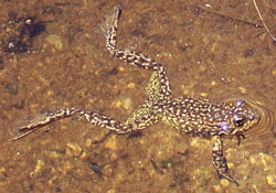 Sierra Nevada Yellow-Legged Frog
