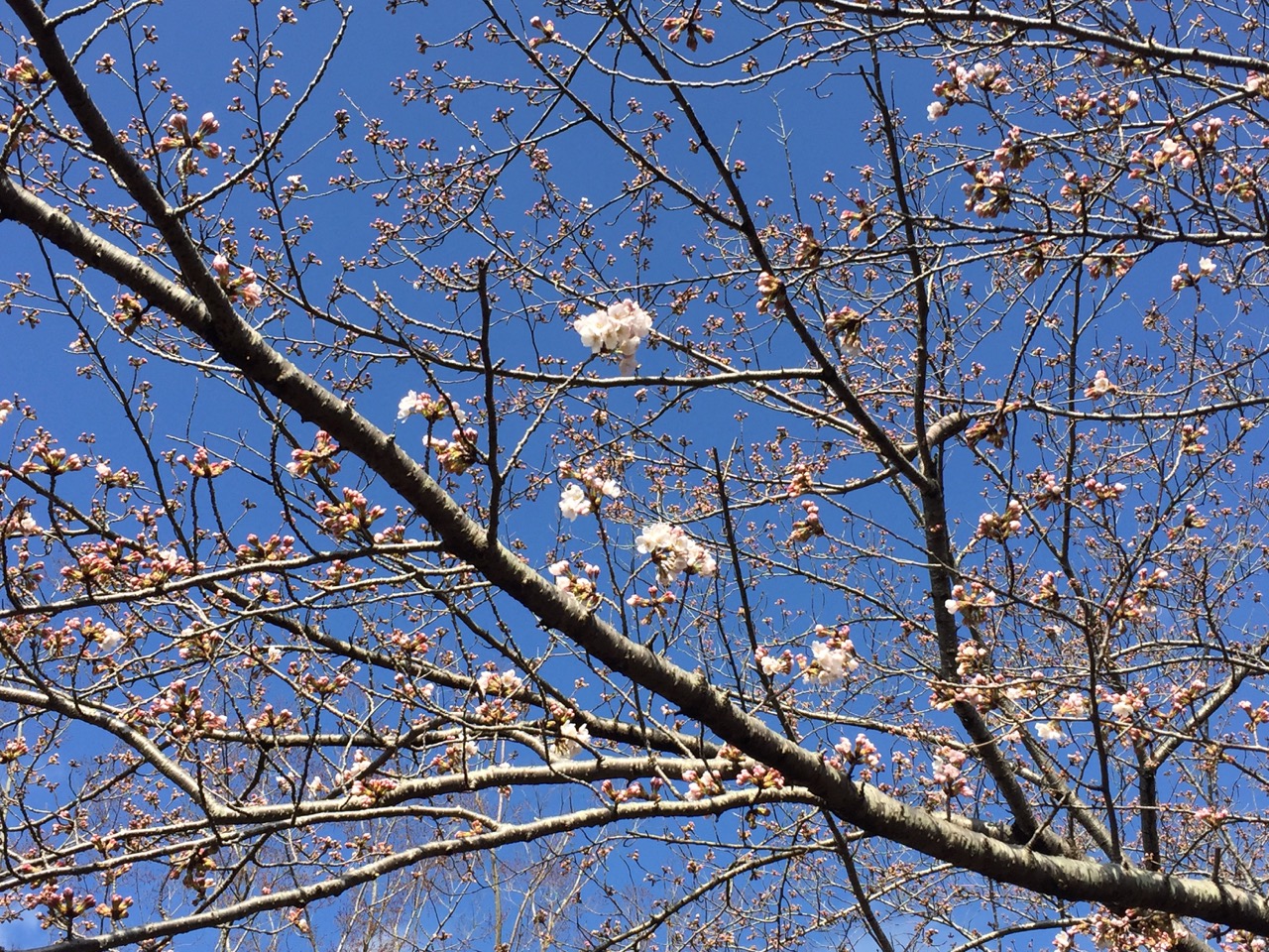 ＊今週のメルマガ（156号）：フラワーセラピーオラクルカードより、桜の精霊が語りかけるメッセージ＊（Mar.25）