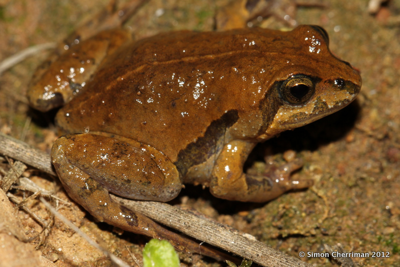 iNSiGHT News Frogs in Victoria