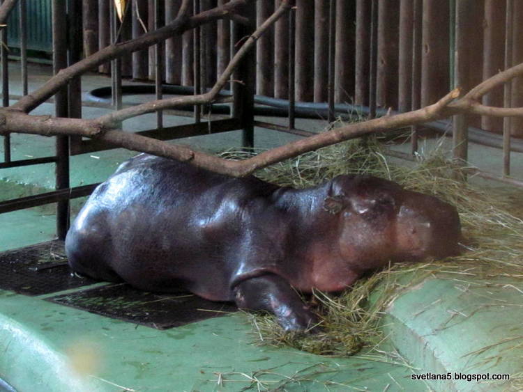 Zoo Zagreb povodni konj