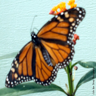 Monarch Butterfly on Tropical Milkweed Monarch Butterfly on Tropical Milkweed
