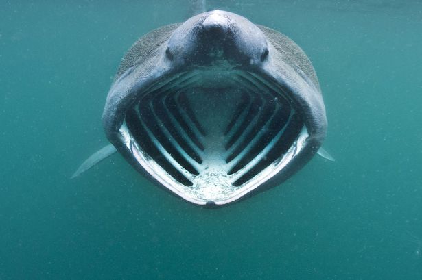Basking Shark Mouth 118