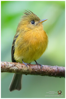 Tufted Flycatcher (Mitrephanes phaeocercus)