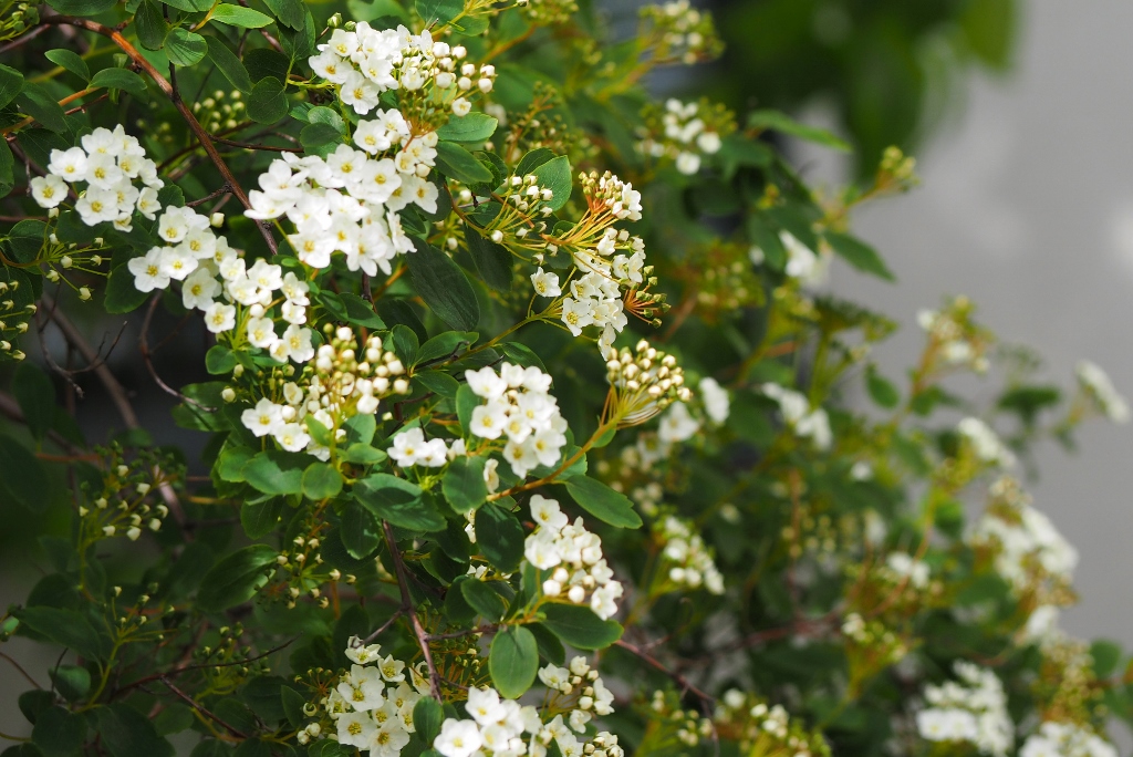 An Amateur S Ventures On Life June 2017