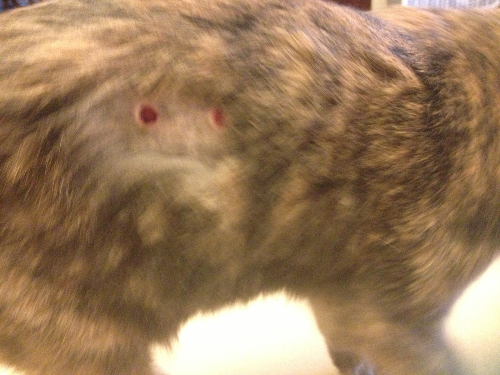 Cat Living with Hypertrophic Cardiomyopathy July 2013