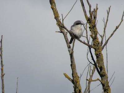 loggerhead shrike