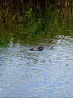 Caimanes Caimanes