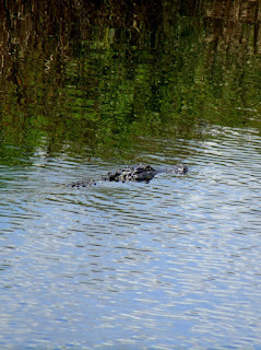 Caimanes Caimanes