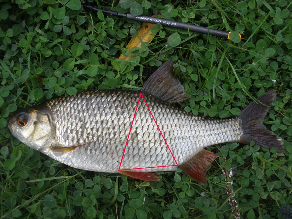 Idler's Quest Confounded Fish! Roach, Rudd, and their Mules