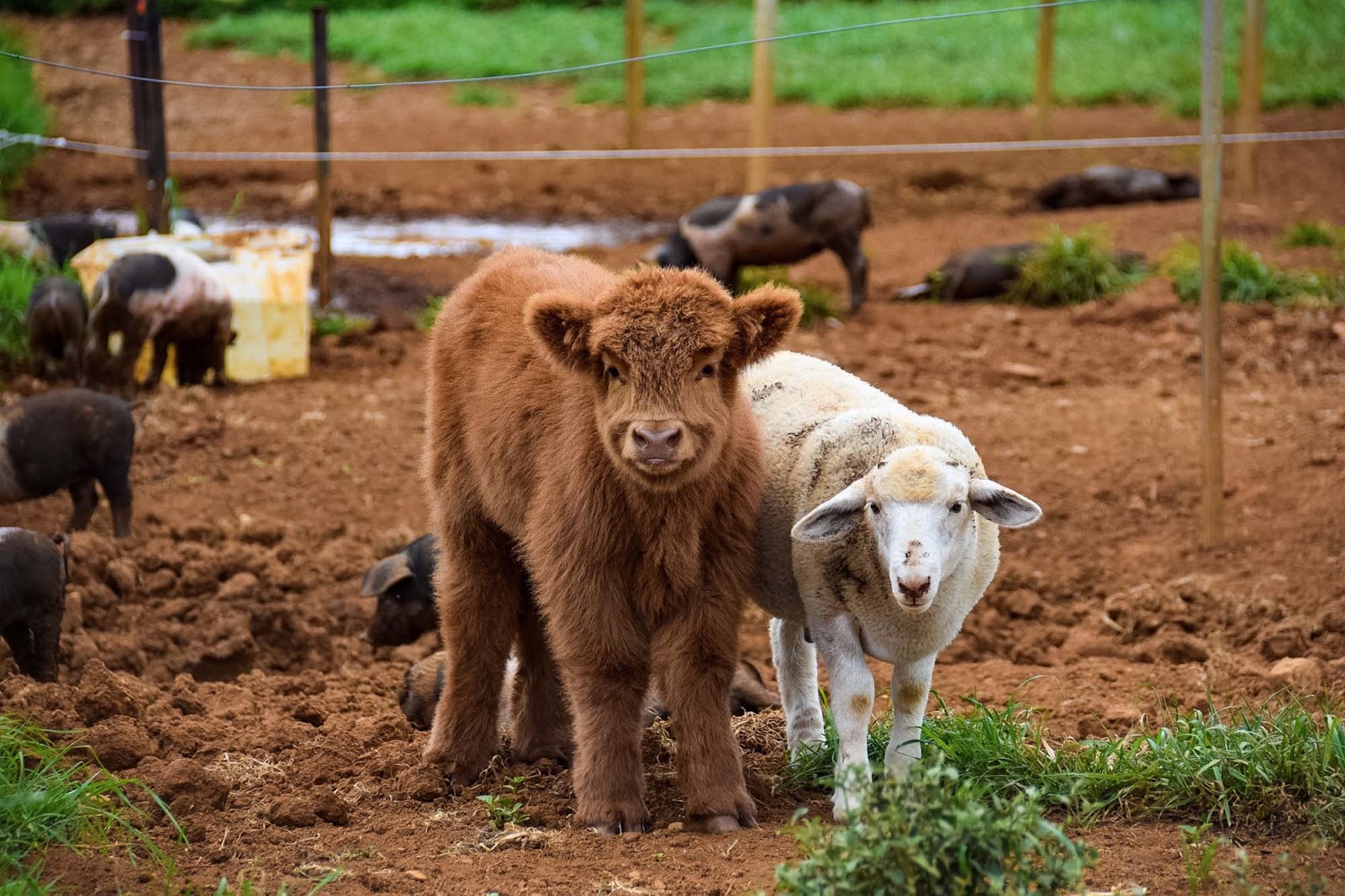 the farm at byron bay