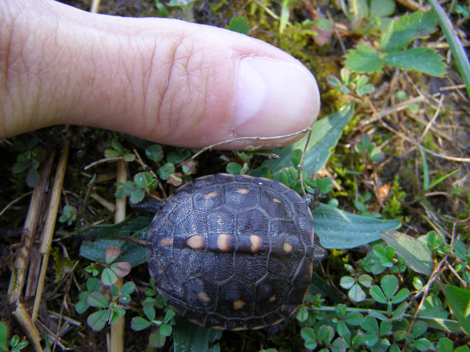 Blue Jay Barrens Baby Box Turtle