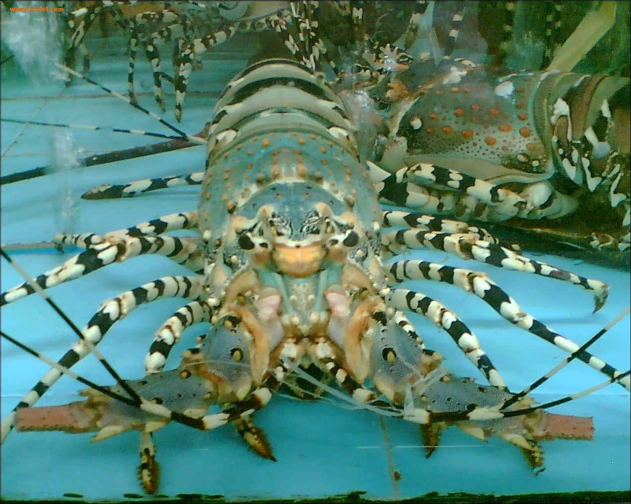 gambar lobster - gambar lobster