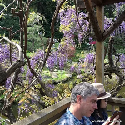 wisteria in bloom at Hakone Gardens in Saratoga, California