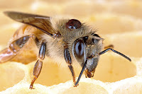 Petek üzerindeki yakın arı resmi