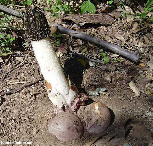 Phallus impudicus Phallus impudicus