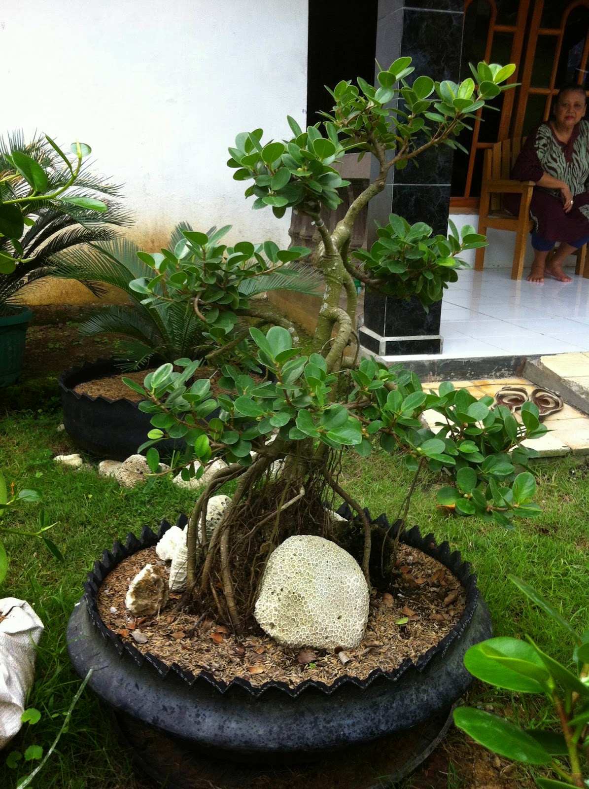 Tanaman Dolar Bonsai
