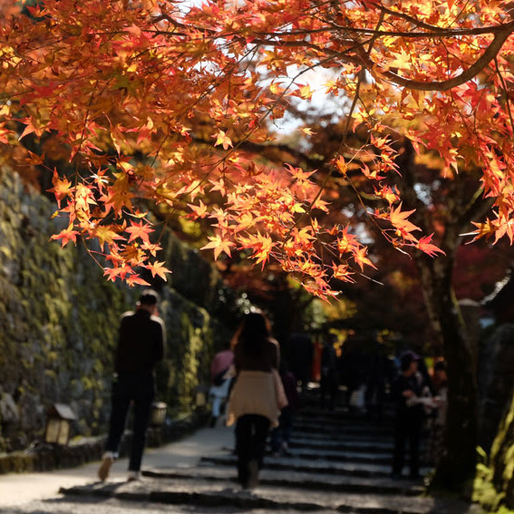 【京都】京都賞楓:寶泉院、勝林寺