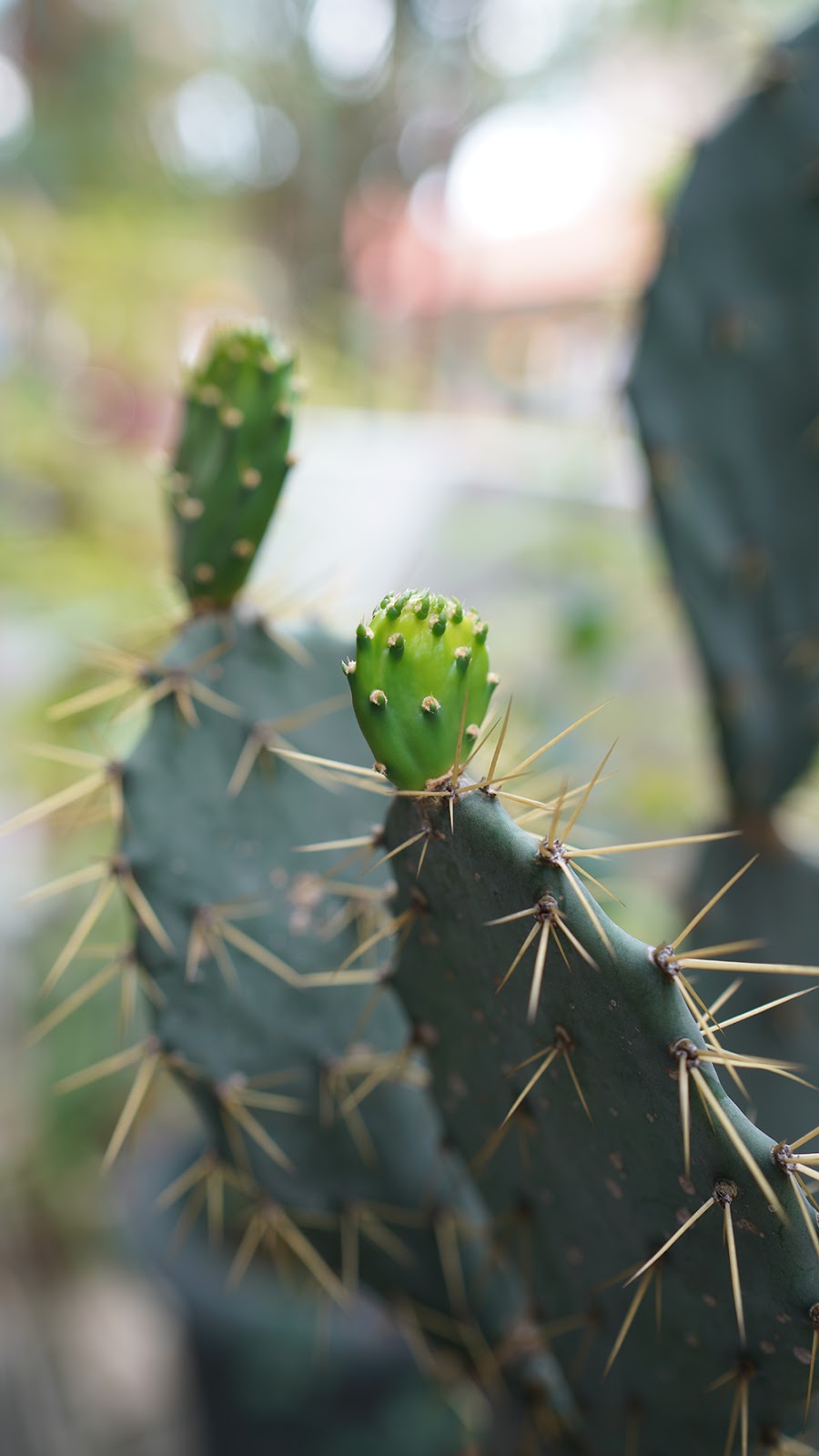 Green cactus crown free picture for commercial use