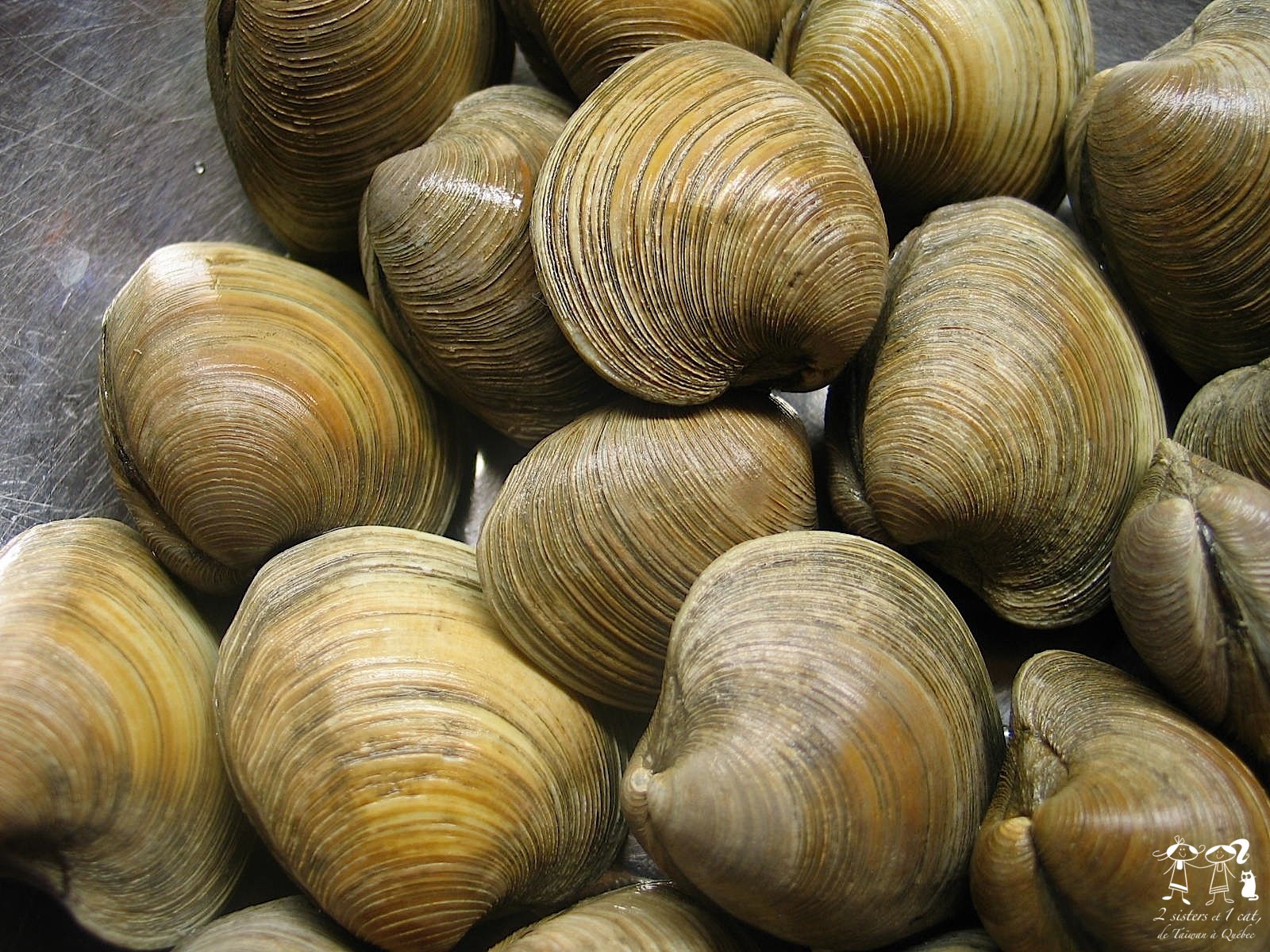 2 Sisters et 1 Cat, de Taïwan à Québec Storing and Cleaning Clams