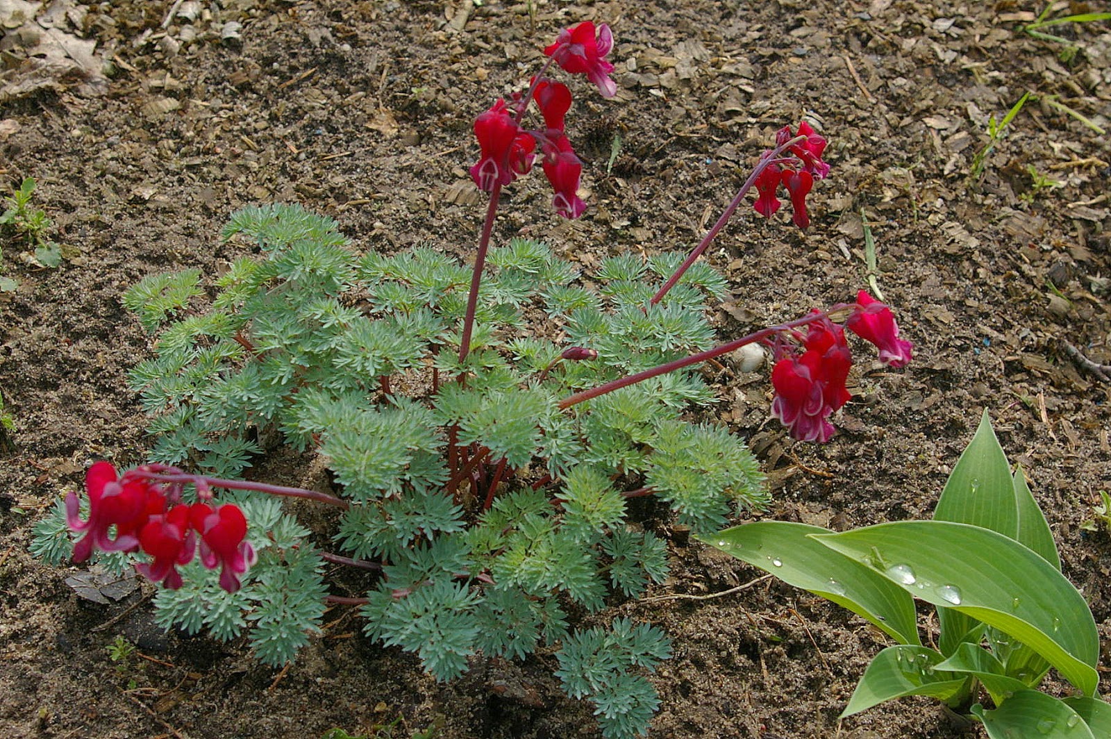 W Jędrzejówce u Poll Serduszka (Dicentra x) Burning Hearts