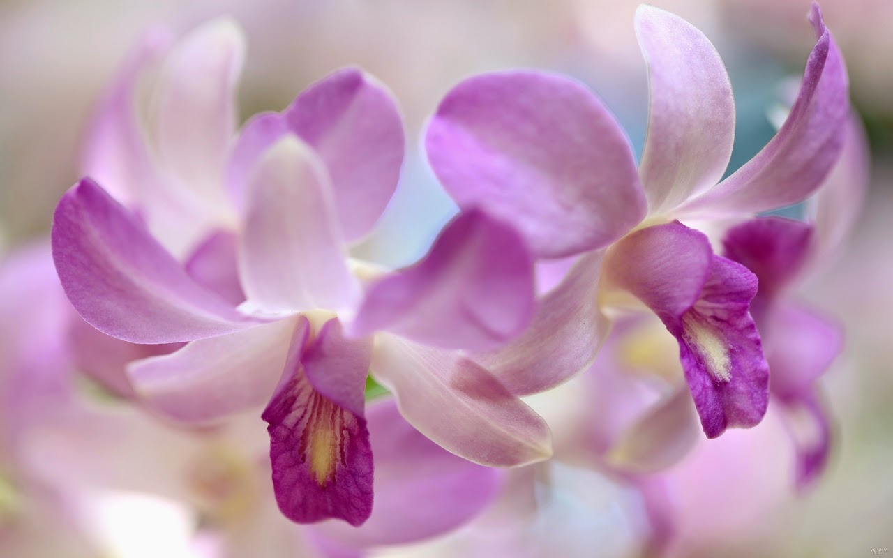 Beautiful Flowers Wallpapers For Facebook Beautiful Flowers Wallpapers For Facebook