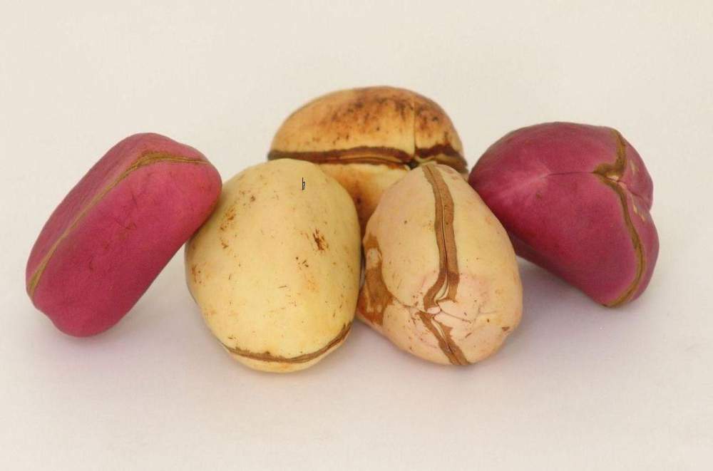 6 Health Benefits Of Kola Nut You Need To Know