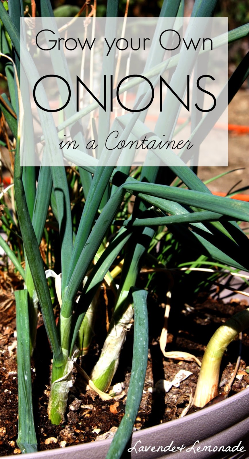 How to grow onions in containers!  | Lavende & Lemonade