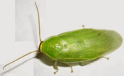 Chacaraca Insecto La cucaracha