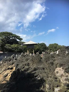 大島動物園（ワオキツネザル）