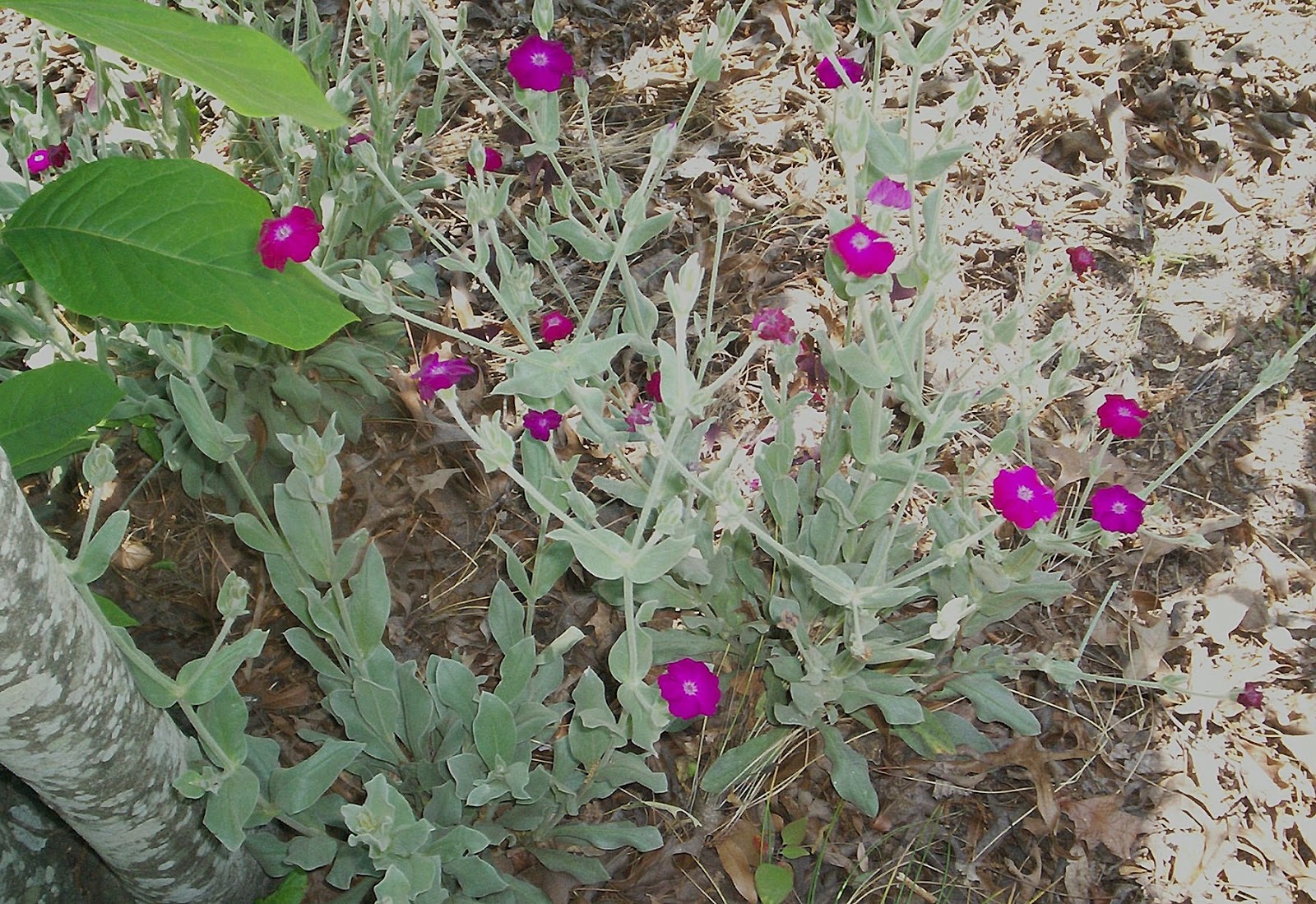 A Garden in Southwest Rose Campion (Lychnis coronaria)