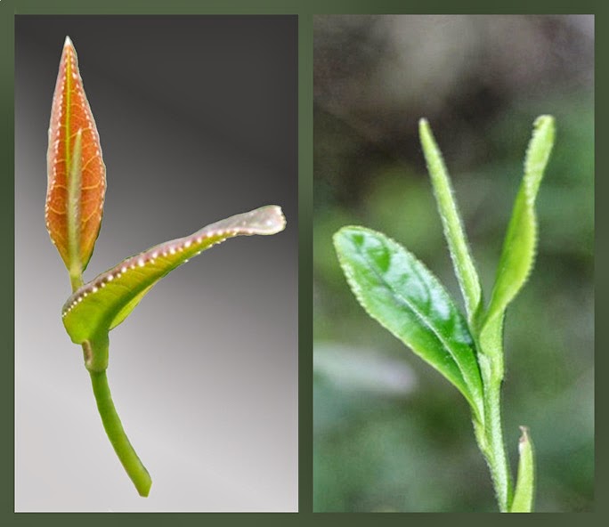 Tea at Morning Crane Tea Picking Tea in Korea Part 1