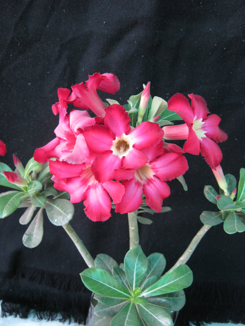 Adenium Adenium Plant Bonsai Plant Bonsai Adenium Plant