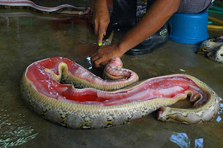 Arti Mimpi Membunuh Ular Membunuh Ular