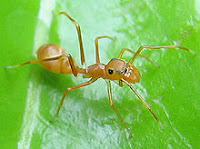 雑草戦争 庭のアリ 蟻 は益虫か害虫か 安易に駆除しないこと