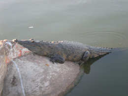 crocodile in church pond