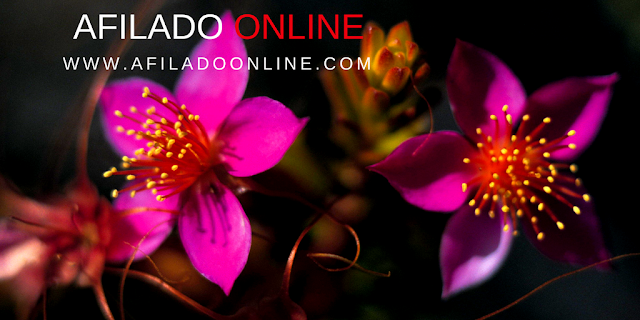 Afila tus herramientas de jardinería, en un clic, con Afilado Online