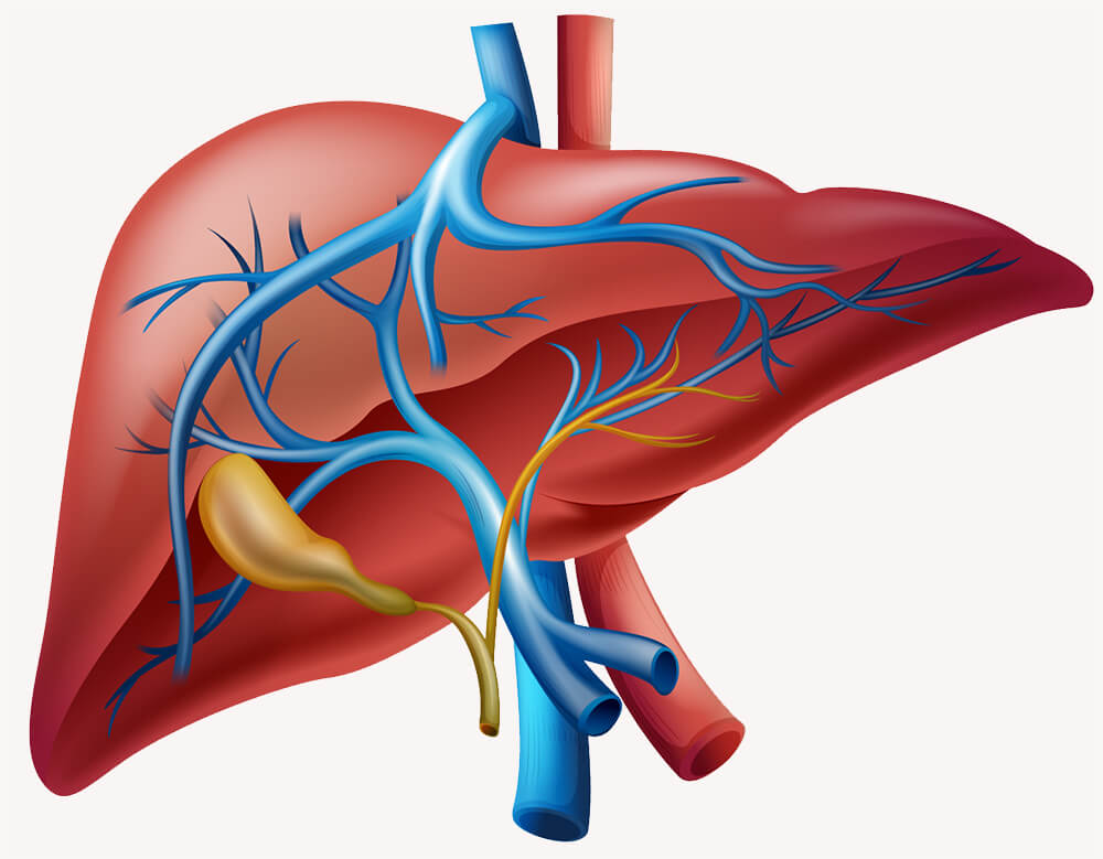 Ciri Ciri Gejala Awal Penyakit Liver | Obat Tradisional Penyakit Beri Beri