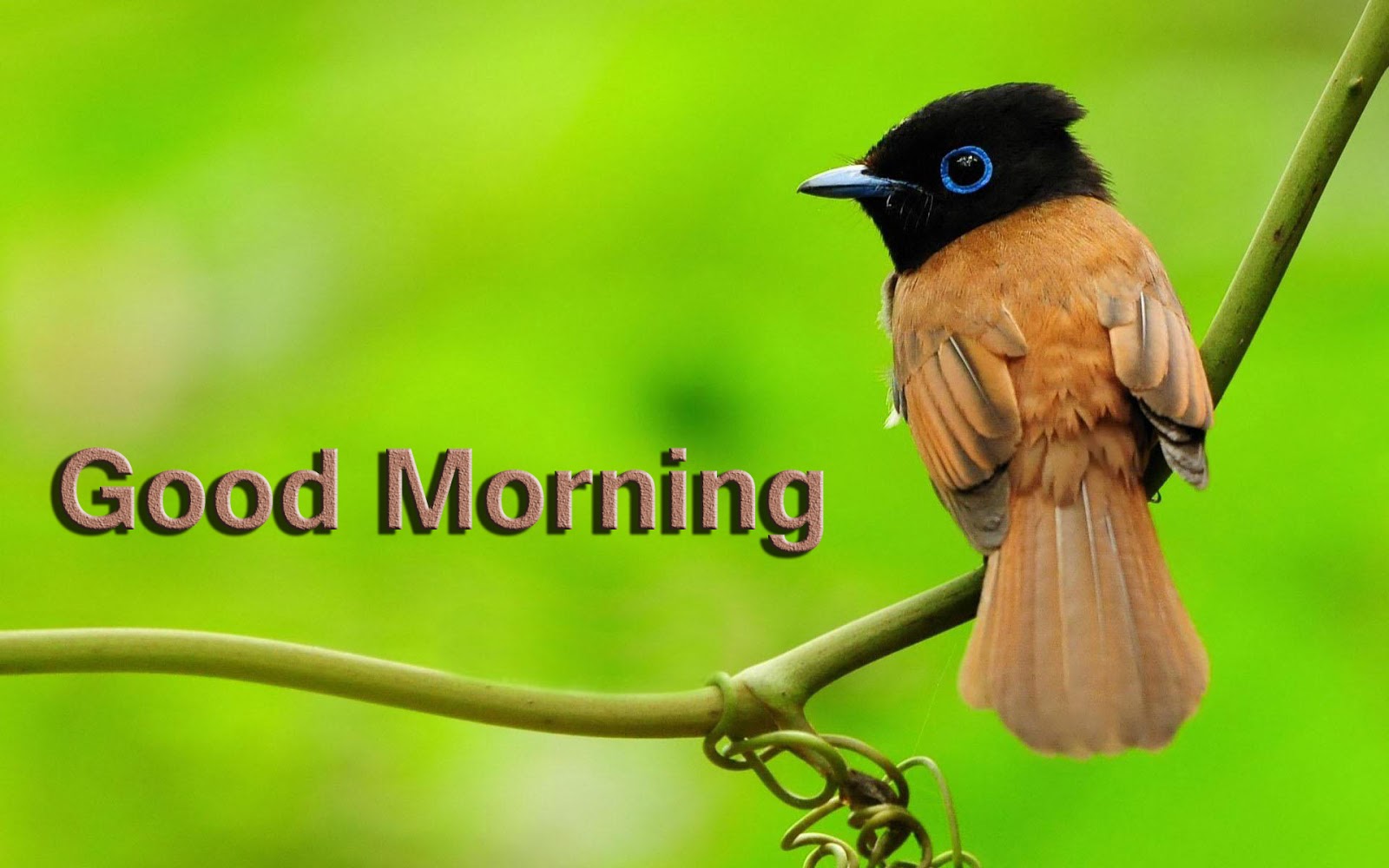group of bird wallpaper with birds and stems