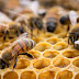 Alarma científica por la reducción masiva de insectos.