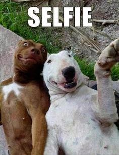 Pets N More: Funny Pet Photos &amp; Sayings