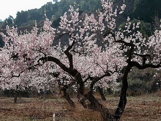Φυτά στην Ελληνική Μυθολογία Φυτά στην Ελληνική Μυθολογία