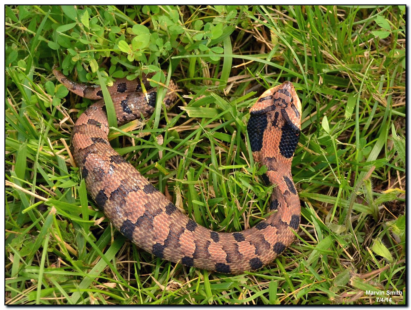 Nature in the Ozarks Eastern Hognose Snake (Heterondon platirhinos)