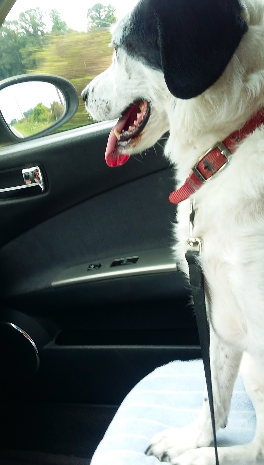 Jeannie Gray Knits June 2016